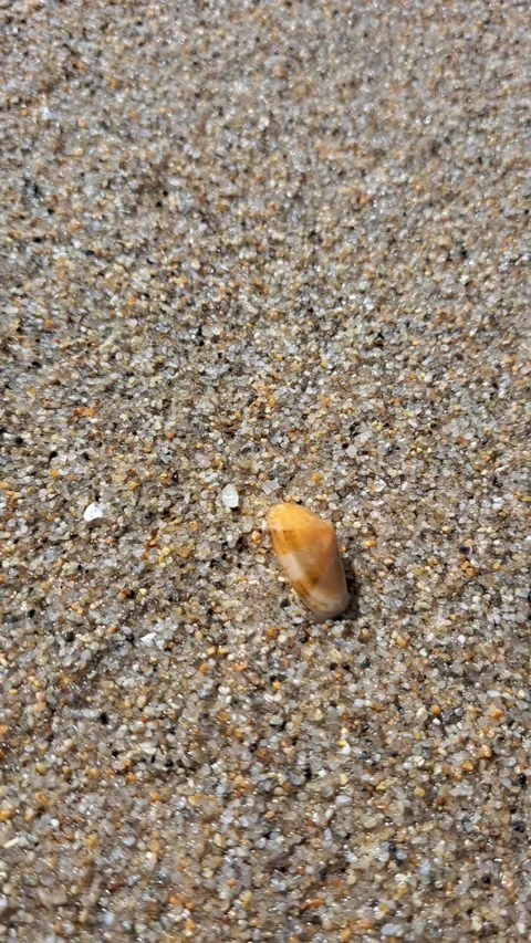 ​Small Clam Burrowing into Wet Beach Sand Close Up Stock Footage 340845233