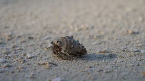 A small clam crawls on the sand in a shell Stock Photos