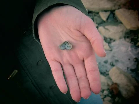 Small Clam in Hand Stock Photos
