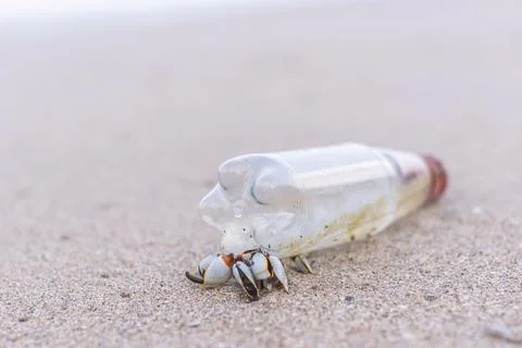 Small clams Stock Photos