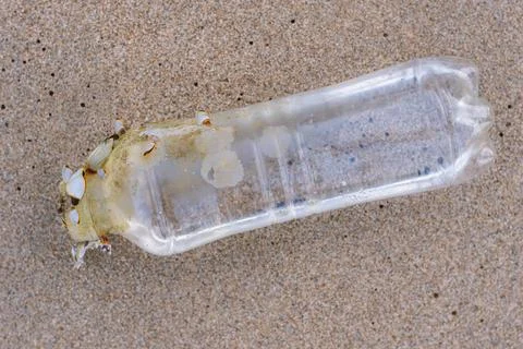 Small clams Stock Photos