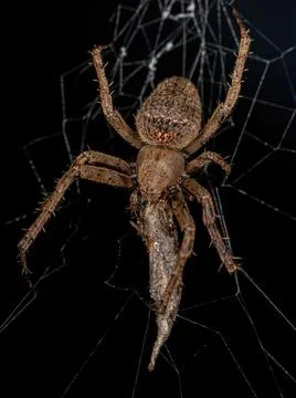Small Classic Orbweaver Stock Photos