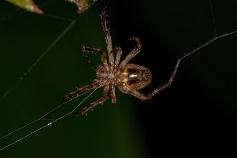 Small Classic Orbweaver Stock Photos