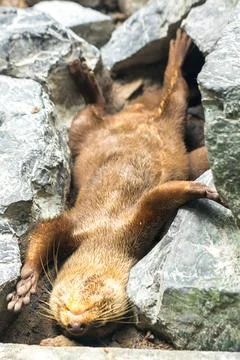 Small-clawed otter, lie down and rest, tucked into a rock Stock Photos