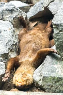 Small-clawed otter, lie down and rest, tucked into a rock Stock Photos
