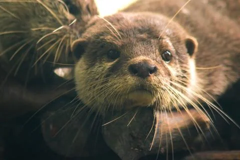 Small-clawed otter lying on the log Foto stock