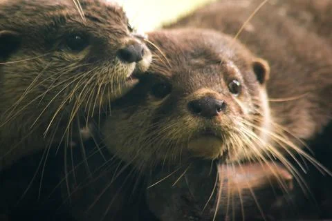 Small-clawed otter lying on the log Stock Photos