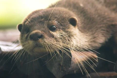 Small-clawed otter lying on the log Stock Photos