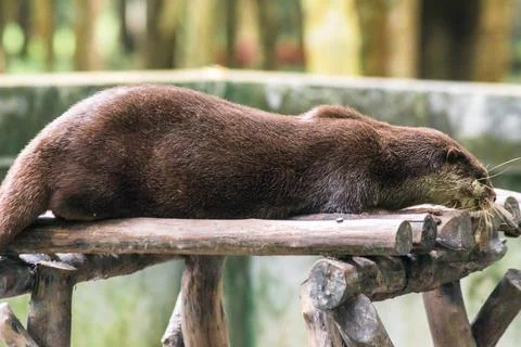 Small-clawed otter lying on the log Stock Photos