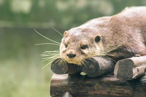 Small-clawed otter lying on the log Stock Photos