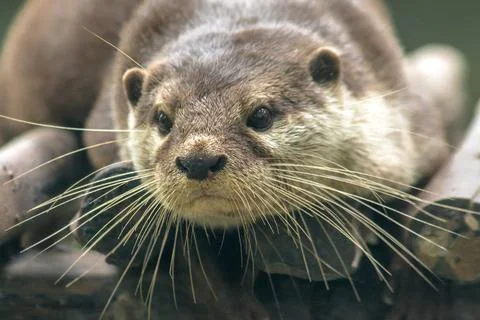 Small-clawed otter lying on the log Stock Photos