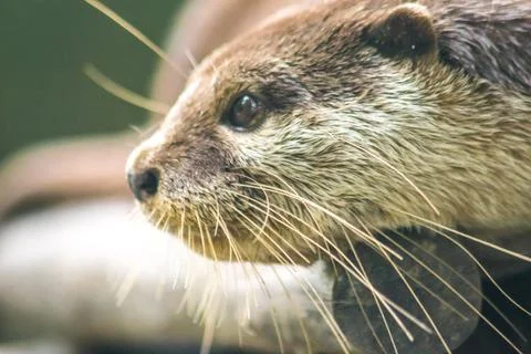 Small-clawed otter lying on the log Stock Photos