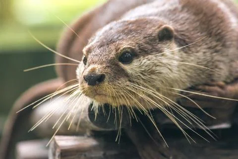 Small-clawed otter lying on the log Stock Photos