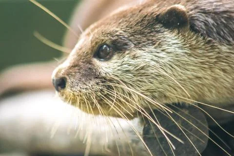 Small-clawed otter lying on the log Stock Photos