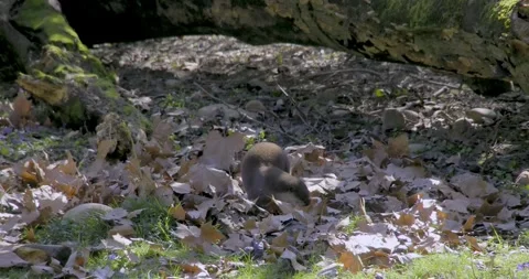 Small clawed otter rummaging in leaves Stock-Footage 268271508