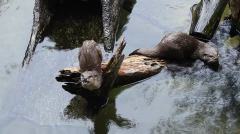 Small-clawed otter in the water Stock Footage 35176889