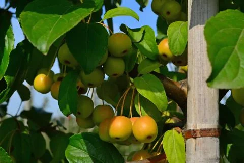 Small, clean, apples apple pollinator on branches Stock Photos