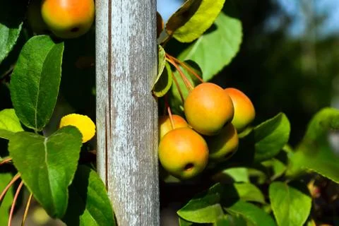 Small, clean, apples apple pollinator on branches Stock Photos