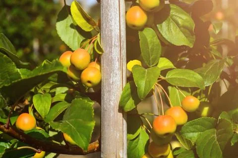 Small, clean, apples apple pollinator on branches Stock-Fotos