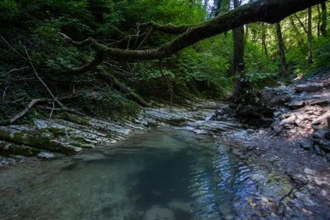 Small clean mountain river and green overgrown river banks Stock Photos