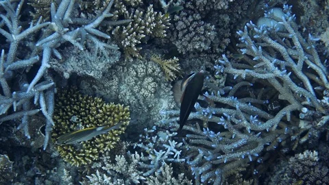 Small cleaner wrasse cleaning a parrot fish in forest of coral reefs, slow Stock Footage 128515659