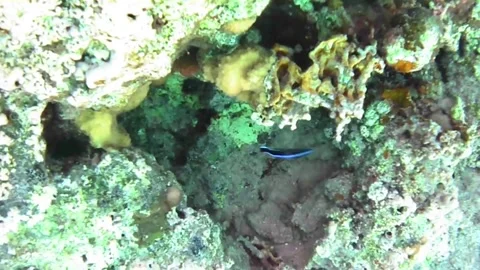 Small Cleaner Wrasse-Like Fish Darting Around Coral Reef in the Red Sea Stock Footage 339630597