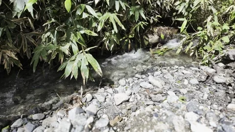 Small Clear Brook in the Corner Stock Footage 334174279