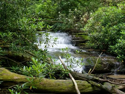 Small clear flowing mountain stream Foto stock