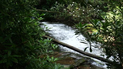 Small clear flowing stream deep in the mountains Stock Footage 312298989