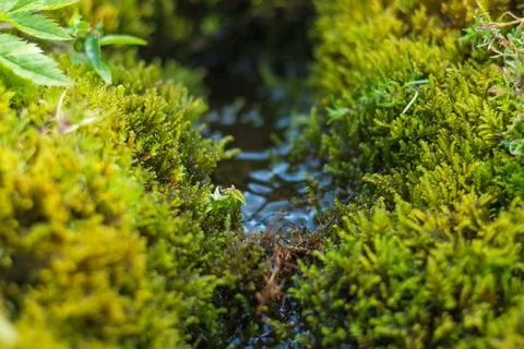 Small clear mountain stream flowing through moss-covered stones in the Carpat Stock Photos