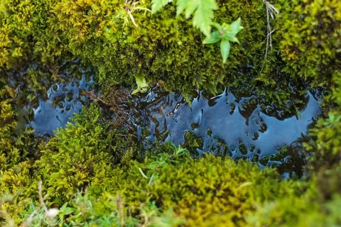 Small clear mountain stream flowing through moss-covered stones in the Carpat Stock Photos