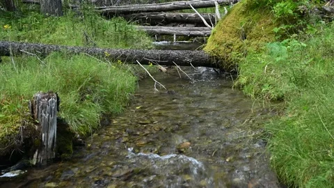 A small clear mountain stream flows trough a forest setting  Stock Footage 138711542