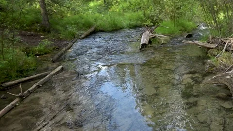 Small clear mountain stream running through bright green summer plants  Stock Footage 146873494