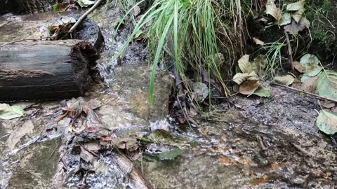 Small clear pure stream flowing quickly over pebbles. Light reflections Stock Footage 156038016