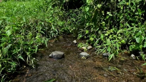 Small clear river flow and green grass in the middle of the forest Stock Footage 297631474