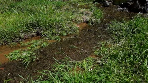 Small clear river flow and green grass Stock Footage 297631571