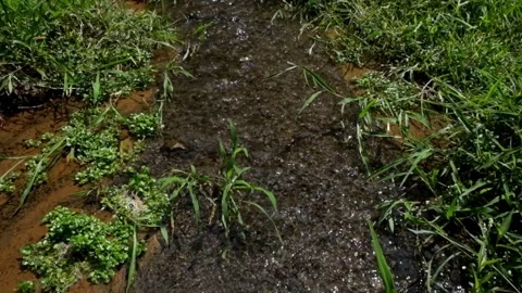 Small clear river flow and green grass Stock-Footage 297631572
