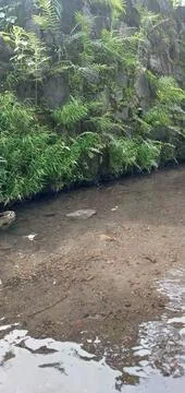 Small Clear Shallow River Stock Photos
