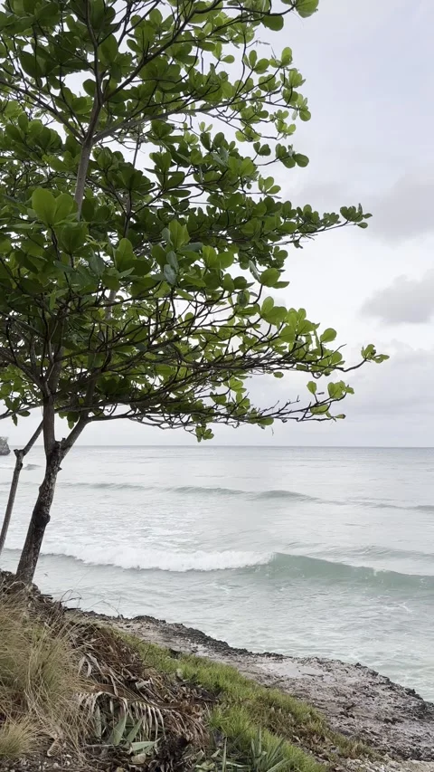 Small clear water waves rolling onto treelined shore, Caribbean Stock-Footage 336569313