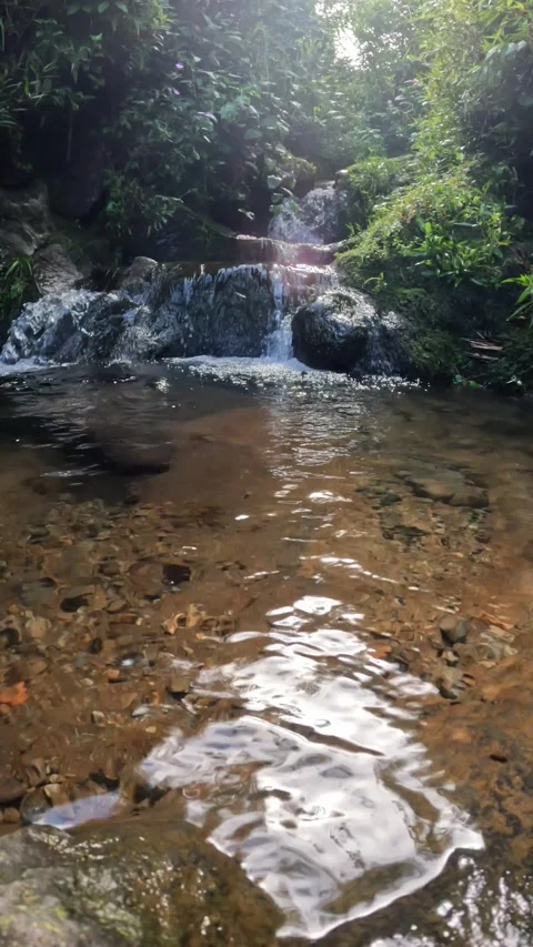 Small clear waterfall with natural vegetation in tropical rain forest Stock Footage 319906366