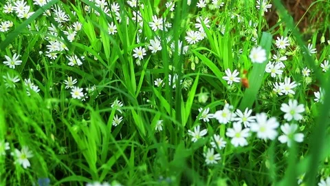 A small clearing in the forest is bathed in sunlight with beautiful white flower Stock Footage 76931914