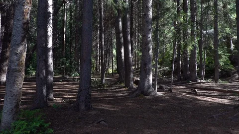 Small clearing in the forest. Video stock 118731791