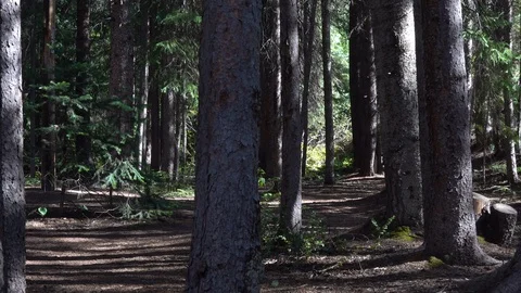 Small clearing in the forest. Stock Footage 118732423