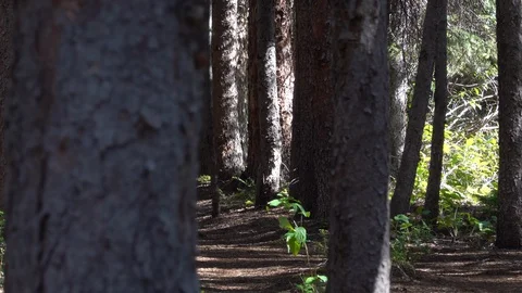 Small clearing in the forest. Video stock 118733857