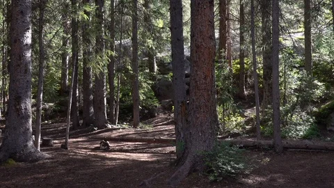 Small clearing in the forest. Stockbeeldmateriaal 118734306