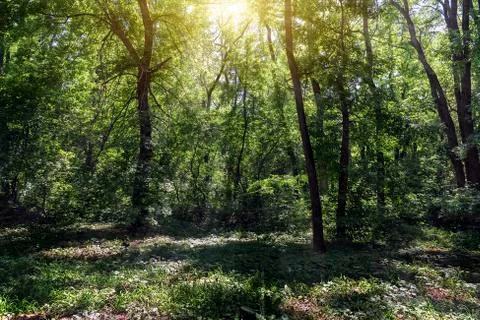 Small clearing in the forest lit by the sun Stock-Fotos