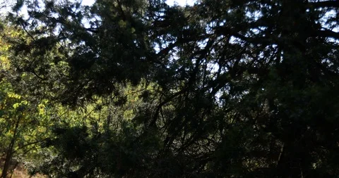 A small clearing in the forest.camera crane shot Stock Footage 118307404