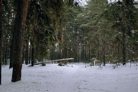 A small clearing under the crowns of pines in the winter forest Foto stock