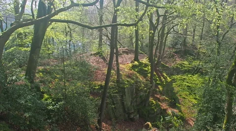 A small cliff in a forest Video stock 62487874