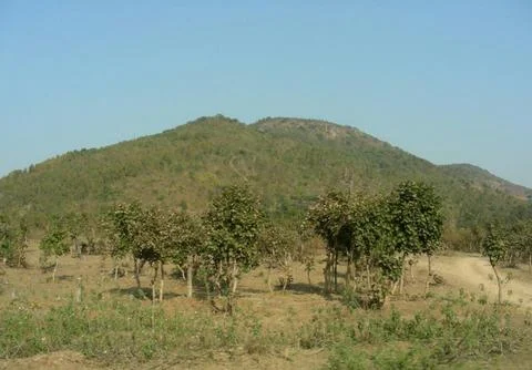The small cliff view with full trees and the sky view Stock Photos